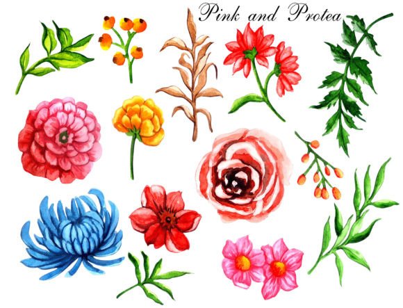 Download Watercolor Floral Elements Pink Protea - Watercolor floral elements Collection
